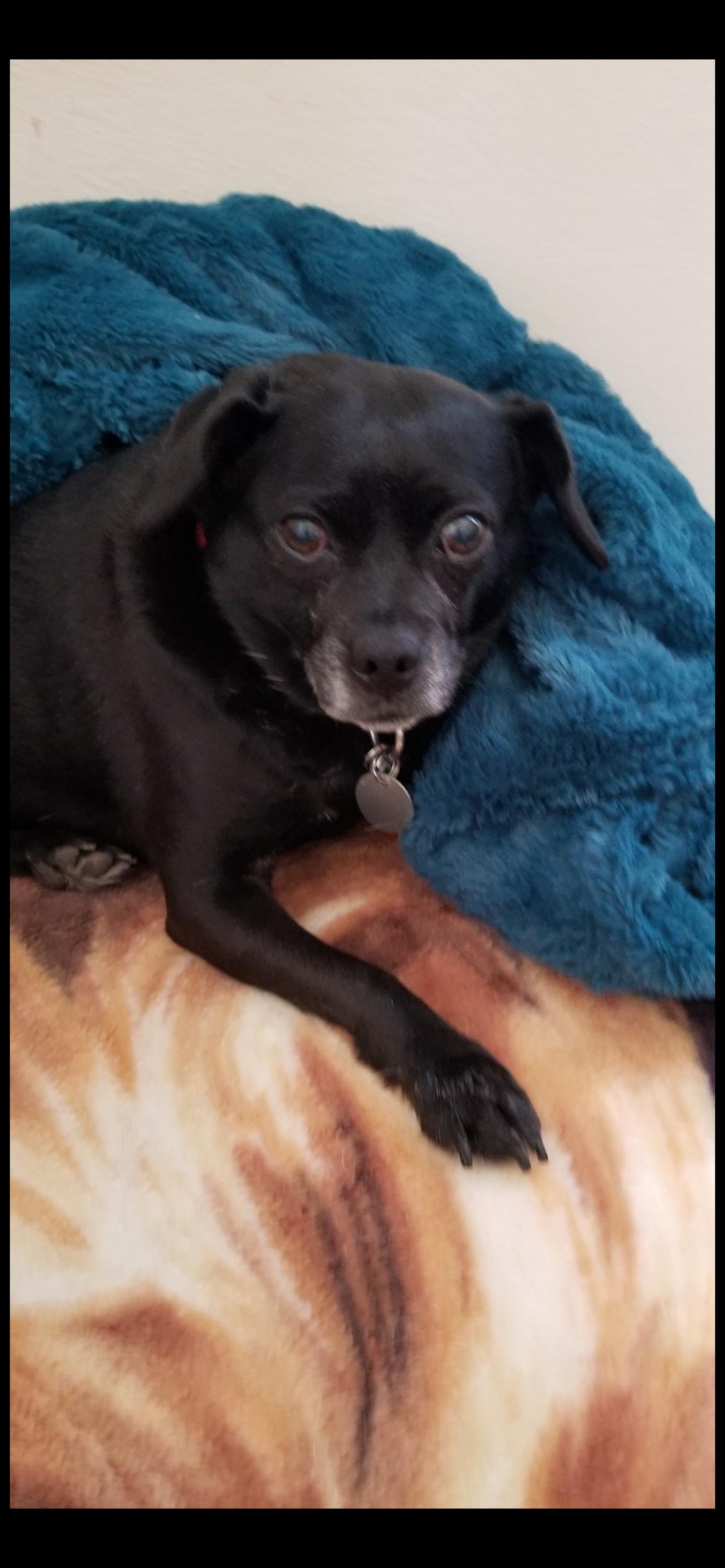 Enlarge Violet , an adopted mixed breed in Saint Louis, MO image 2/2