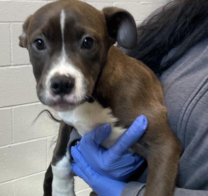 Enlarge Patrick , a Adoptable mixed breed in Sacramento, CA image 2/2