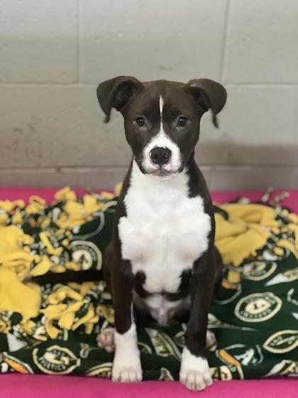 Enlarge Patrick , a Adoptable mixed breed in Sacramento, CA image 1/2