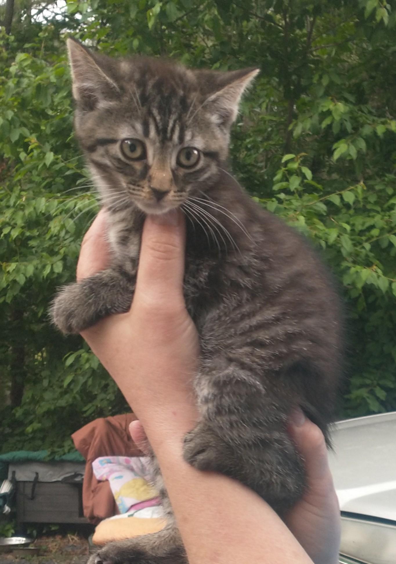 Broccoli(black) chickpea(tabby) parsnips (Tuxedo), a ADOPTABLE American Shorthair in Staunton, VA image 2/5