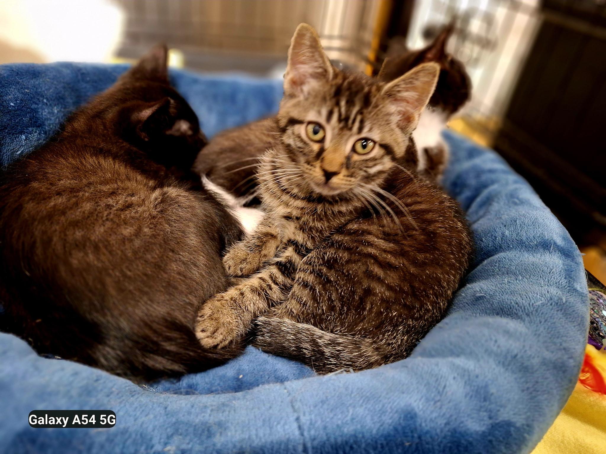 Broccoli(black) chickpea(tabby) parsnips (Tuxedo), a ADOPTABLE American Shorthair in Staunton, VA image 3/5