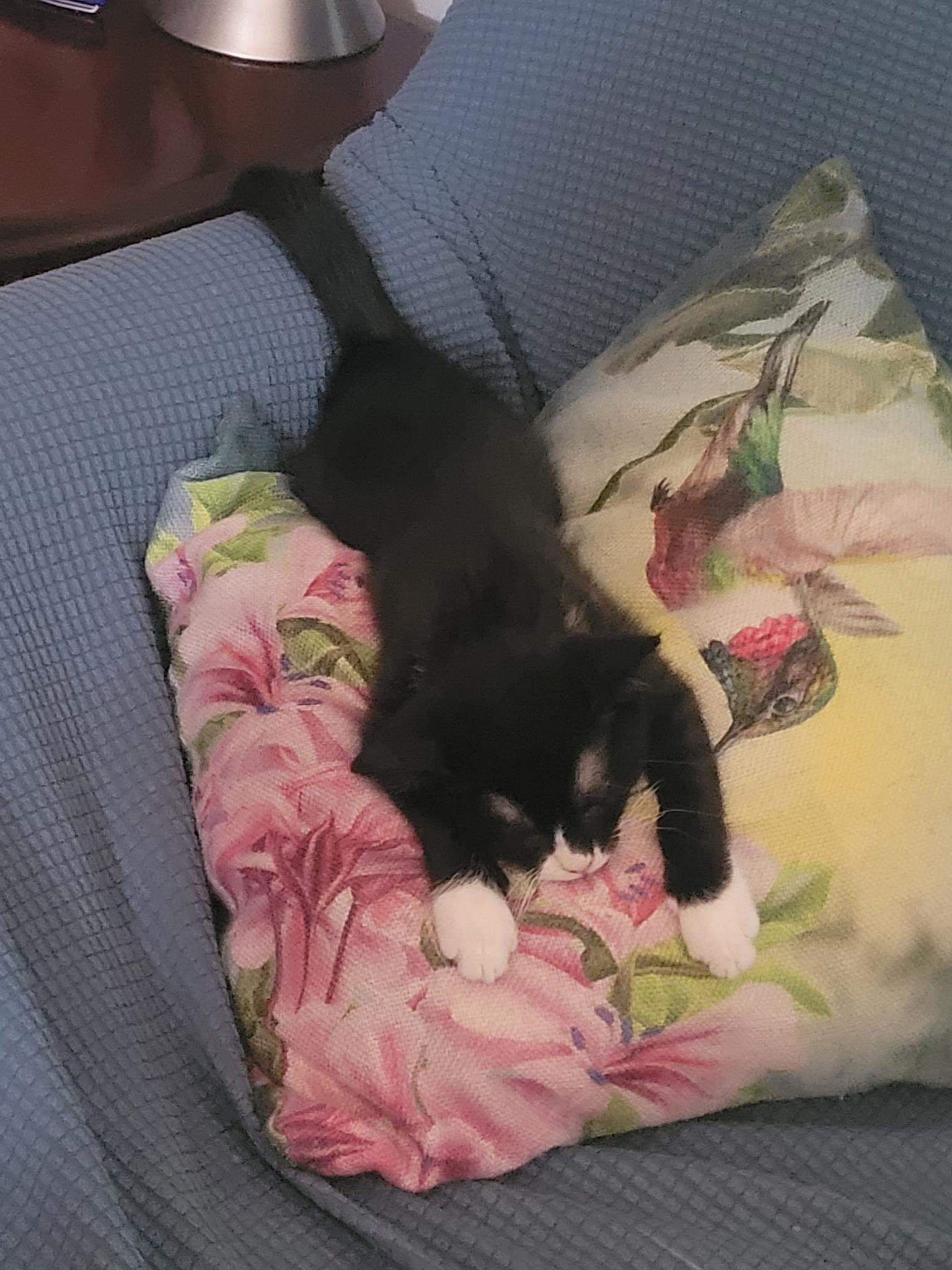Broccoli(black) chickpea(tabby) parsnips (Tuxedo), a ADOPTABLE American Shorthair in Staunton, VA image 5/5