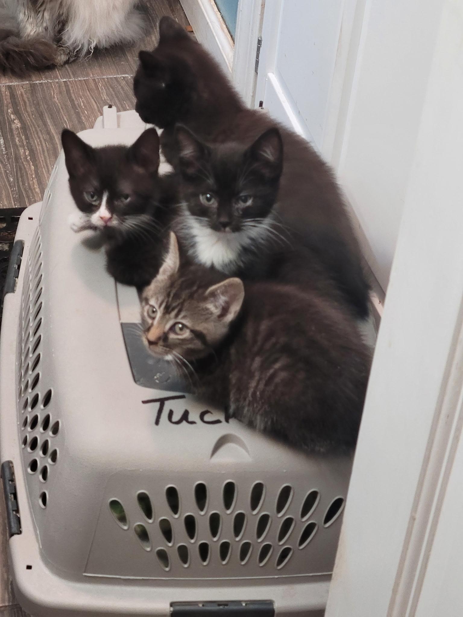 Parsnips (Tuxedo), ADOPTABLE, Kitten Male American Shorthair.
