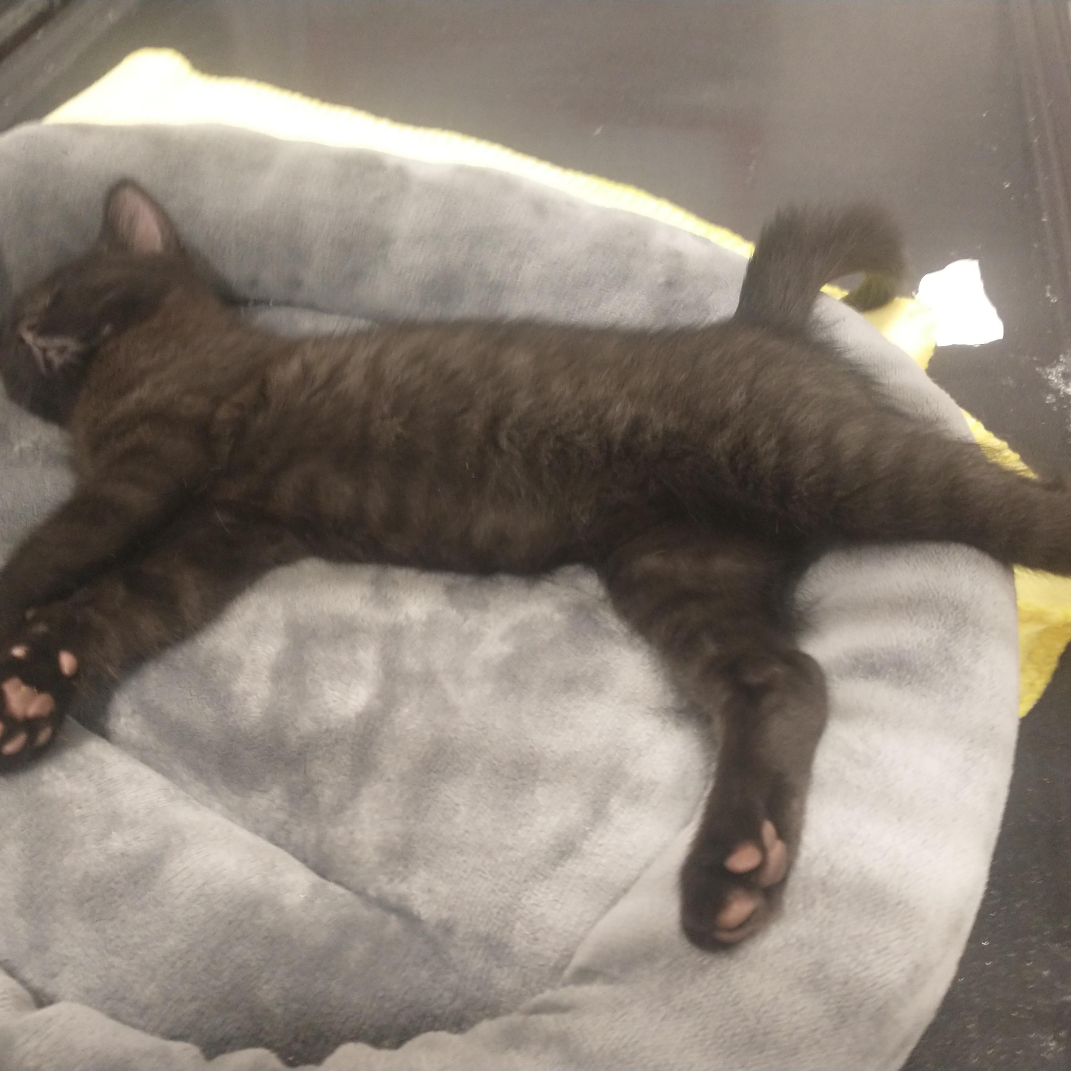 Broccoli(black) chickpea(tabby) parsnips (Tuxedo), ADOPTABLE, Kitten Male American Shorthair.