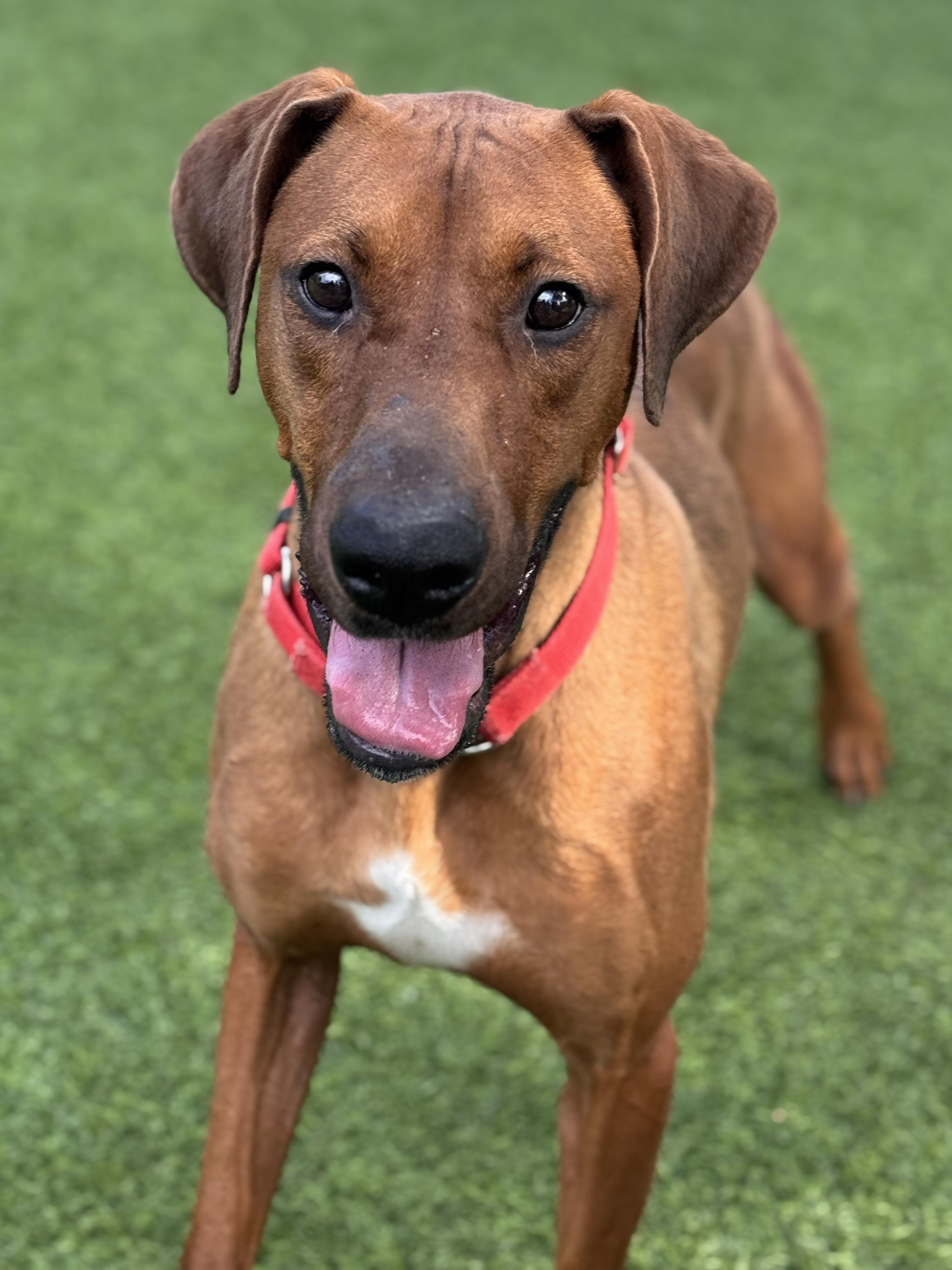 Red, Adoptable, Young Male Rhodesian Ridgeback & Labrador Retriever.
