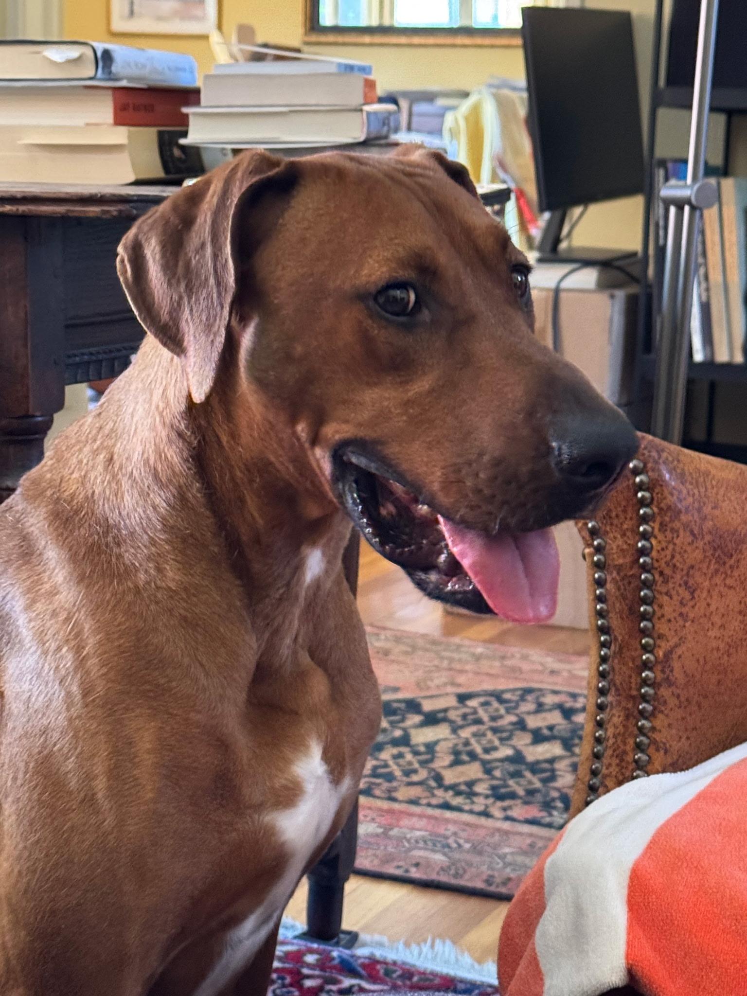 Red, Adoptable, Young Male Doberman Pinscher & Boxer.