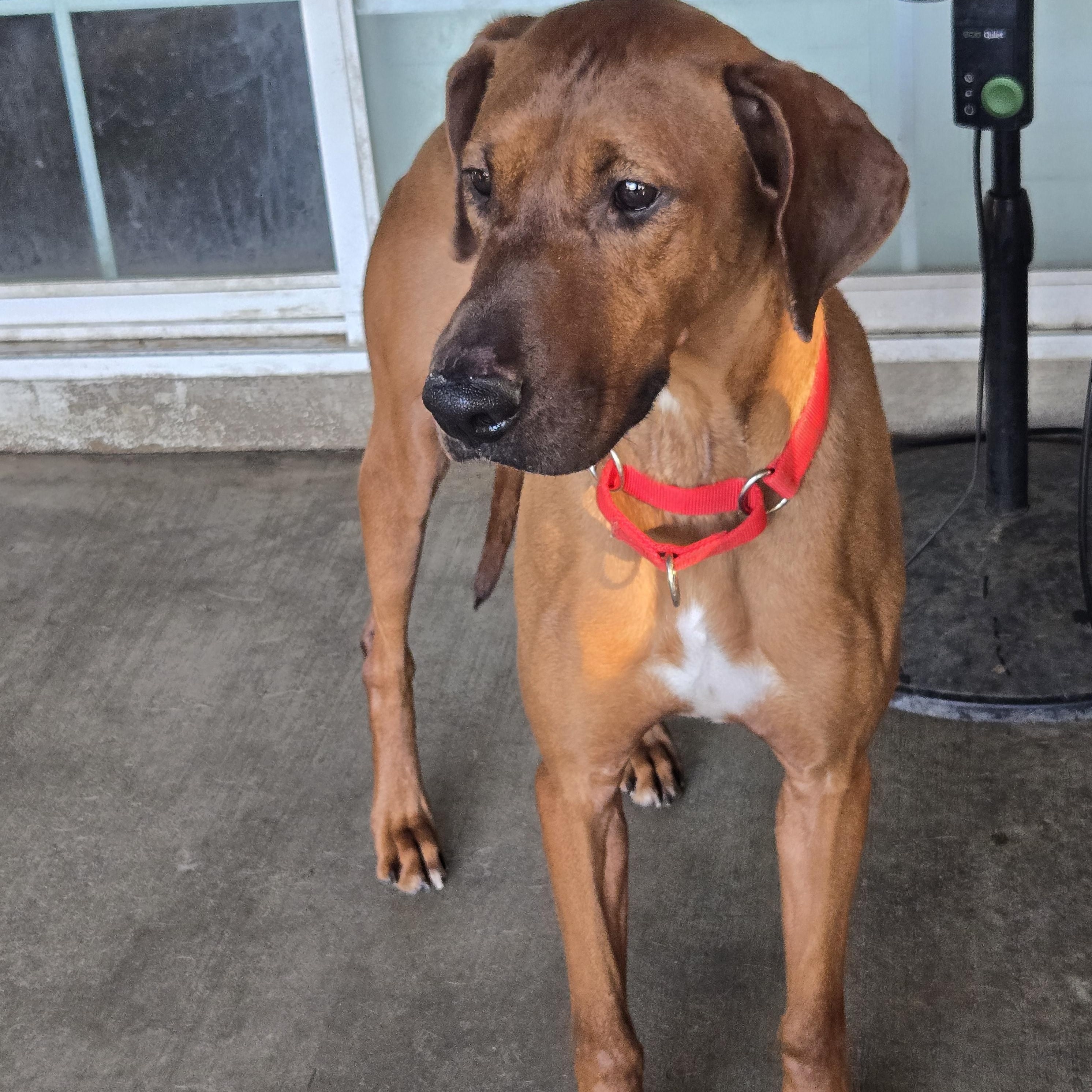 Enlarge Red, a Adoptable mixed breed in San Diego, CA image 1/5
