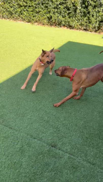 Enlarge Red, a Adoptable mixed breed in Redondo Beach , CA video 6/6