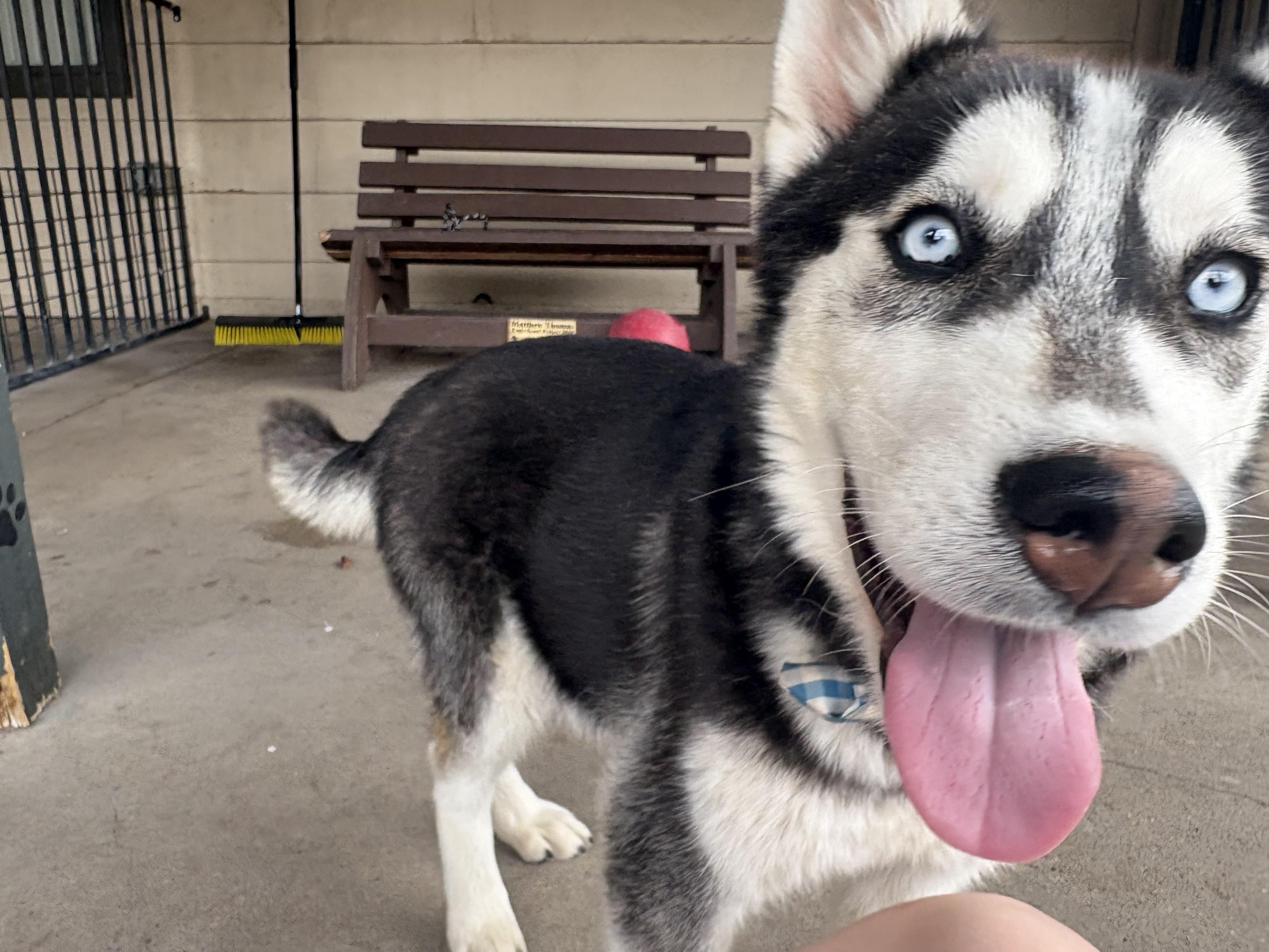 Maxwell, ADOPTABLE, Young Male Husky.