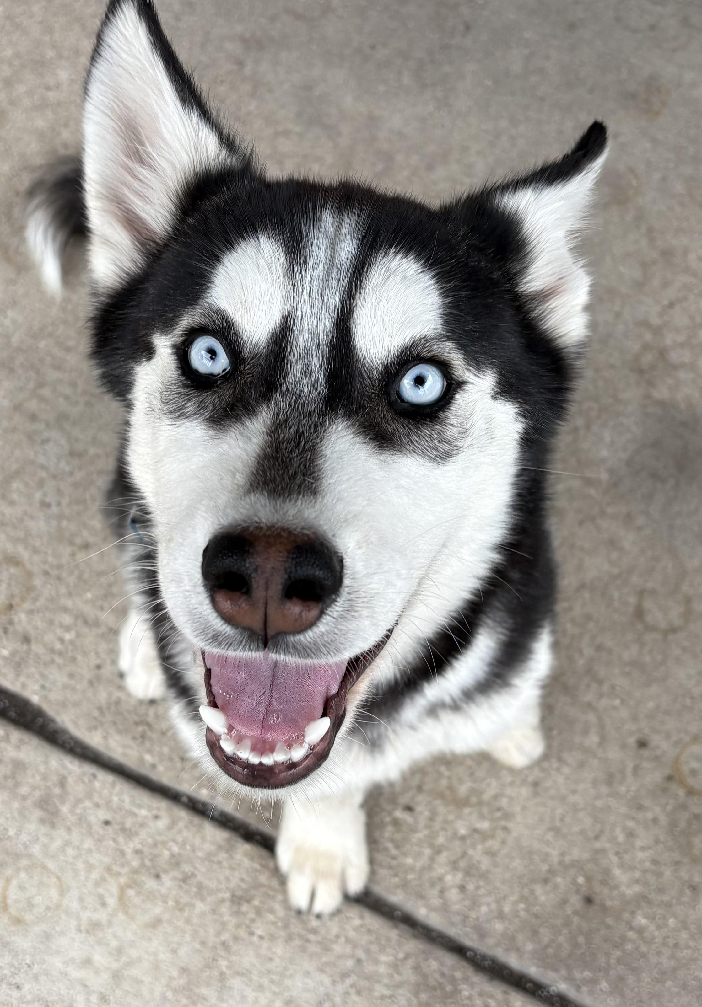 Enlarge Maxwell, a ADOPTABLE Husky in Plano, TX image 6/6