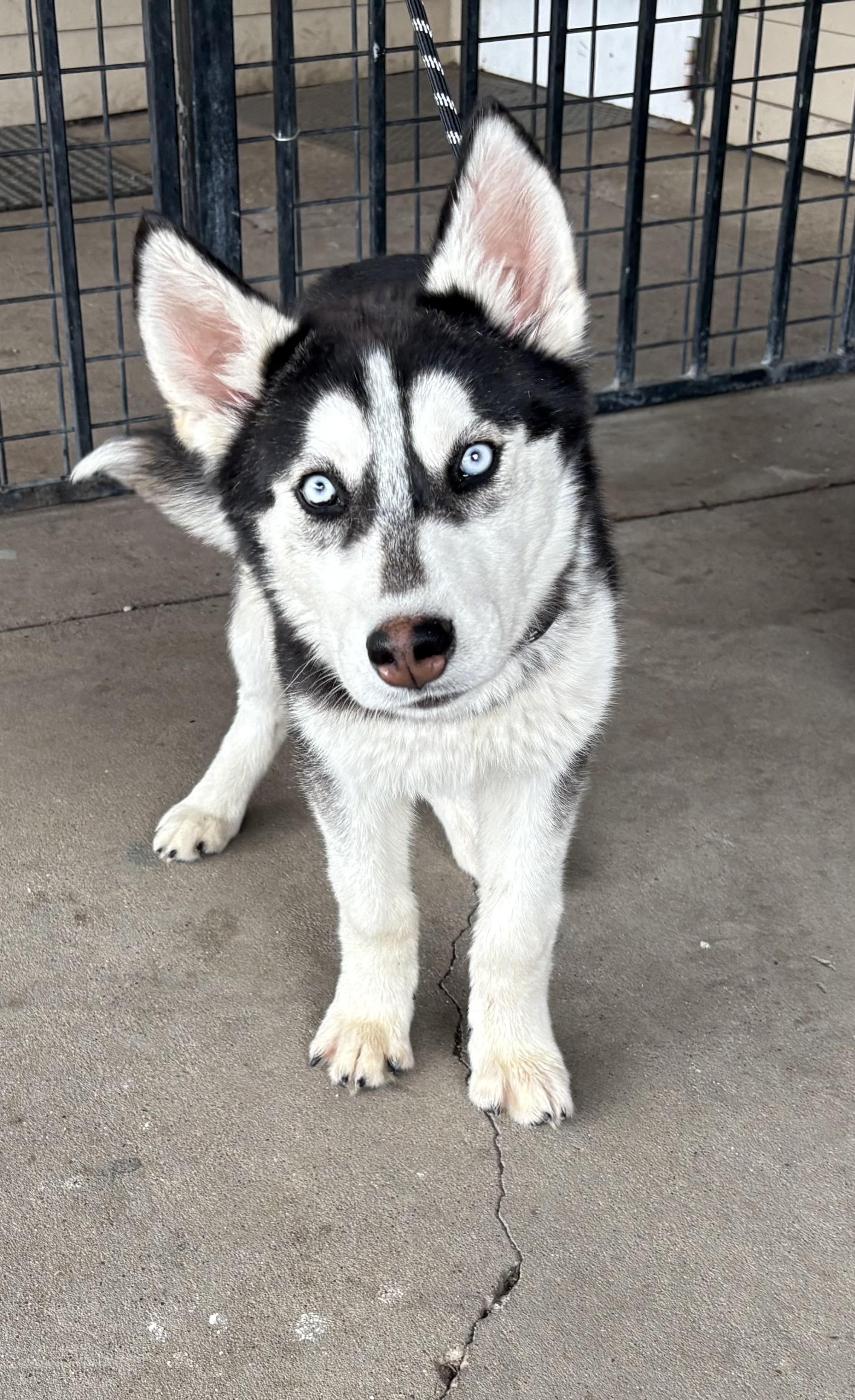 Enlarge Maxwell, a ADOPTABLE Husky in Plano, TX image 2/6
