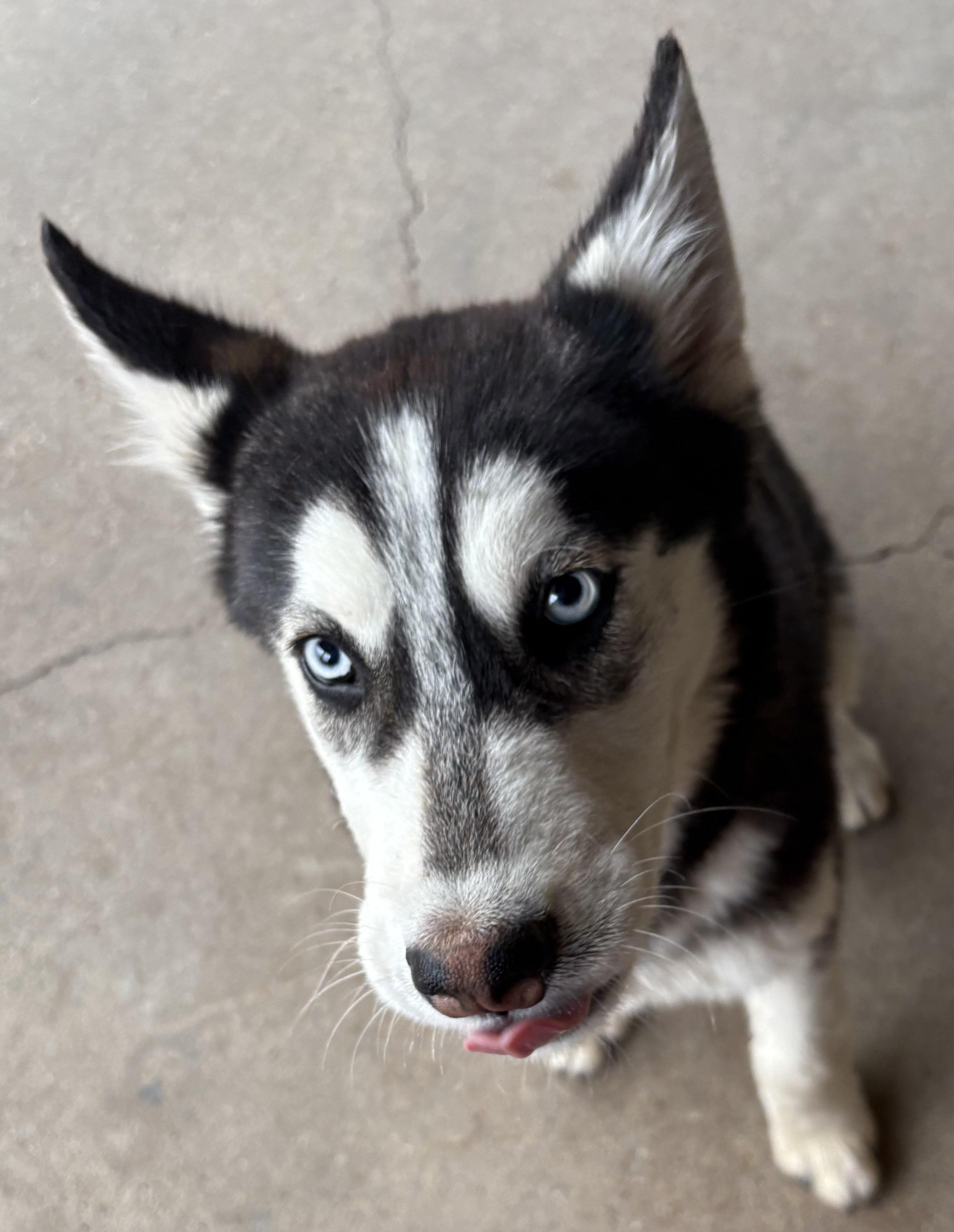 Enlarge Maxwell, a ADOPTABLE Husky in Plano, TX image 5/6