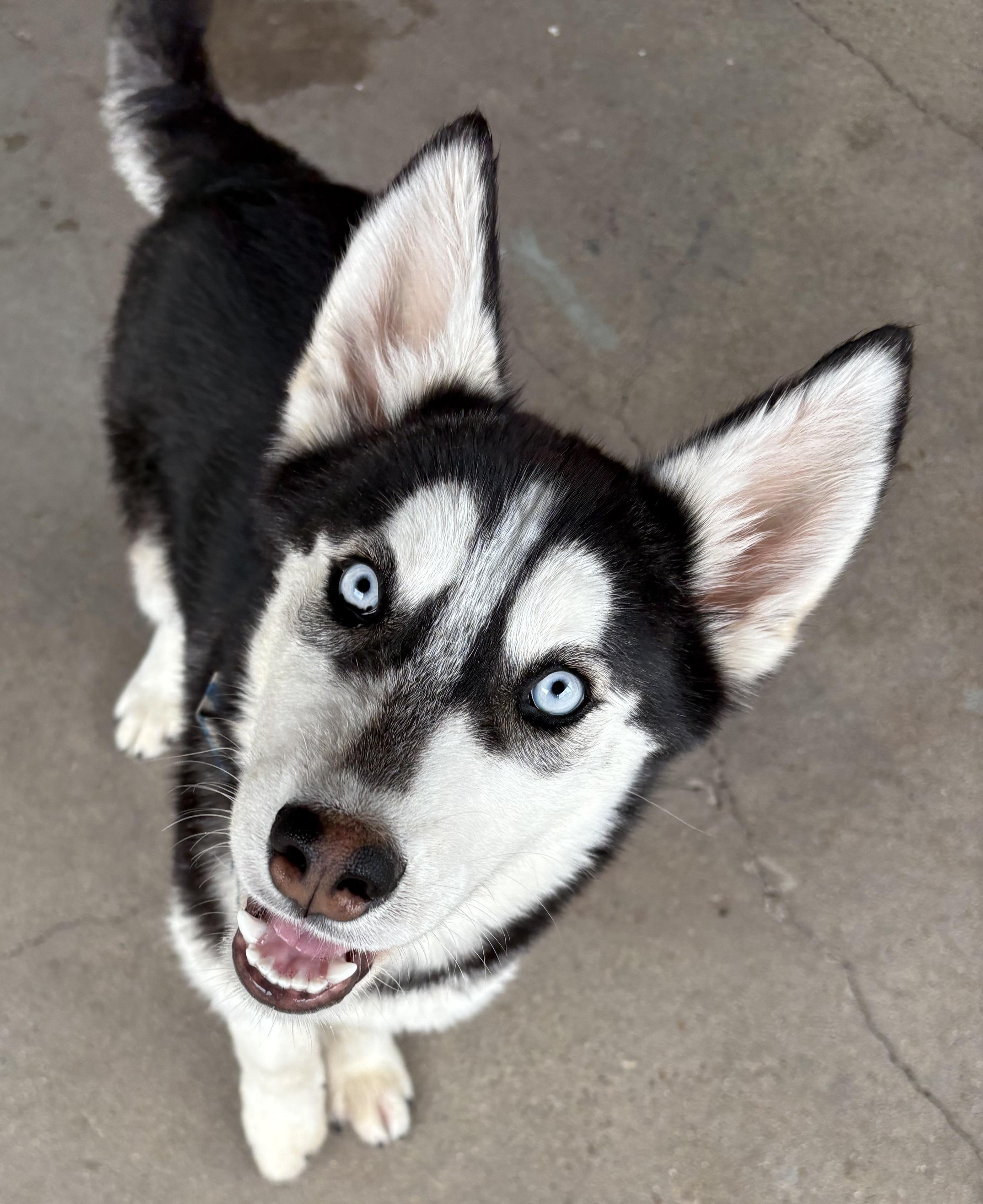Enlarge Maxwell, a ADOPTABLE Husky in Plano, TX image 3/6