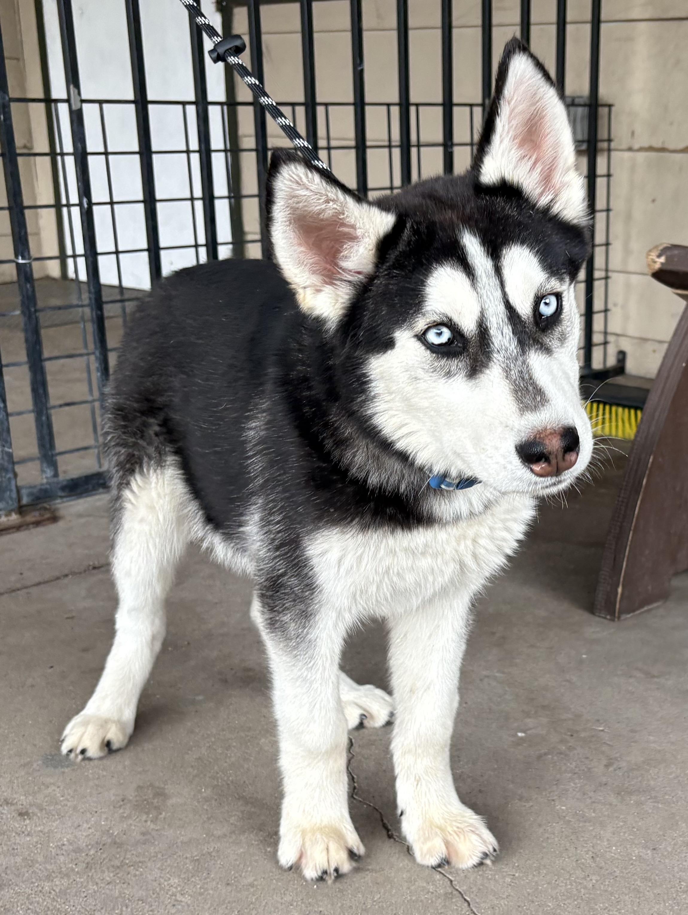 Enlarge Maxwell, a ADOPTABLE Husky in Plano, TX image 4/6