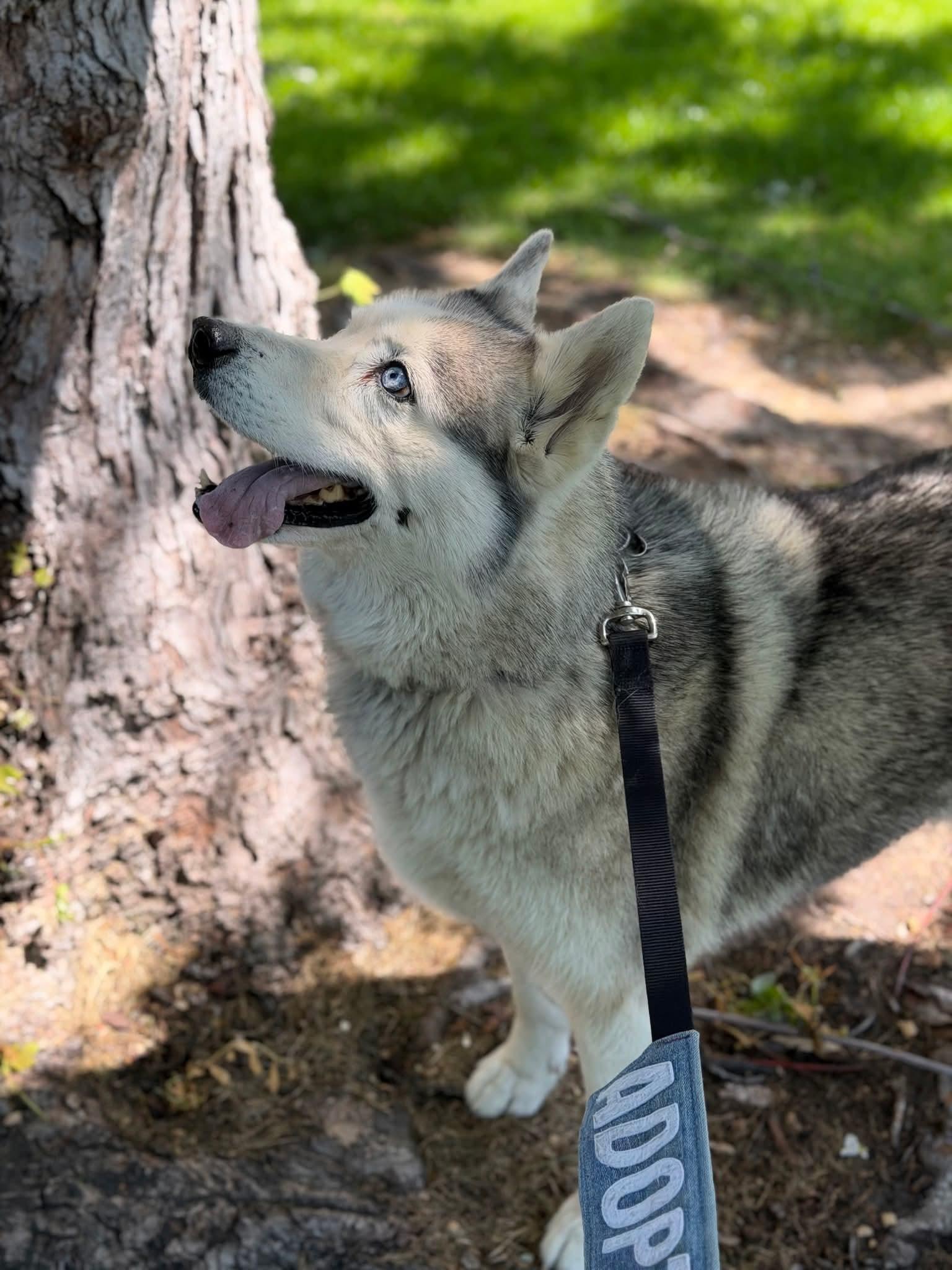 Sakara, a ADOPTABLE Siberian Husky in Deer Park, WA image 3/5