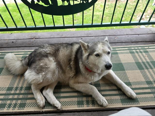 Sakara, a ADOPTABLE Siberian Husky in Deer Park, WA image 2/5