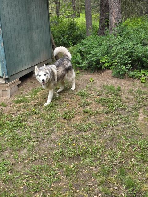 Sakara, a ADOPTABLE Siberian Husky in Deer Park, WA image 1/5
