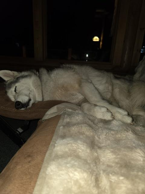 Sakara, a ADOPTABLE Siberian Husky in Deer Park, WA image 4/5