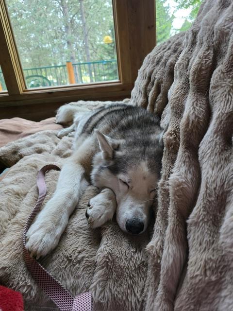 Sakara, a ADOPTABLE Siberian Husky in Deer Park, WA image 5/5