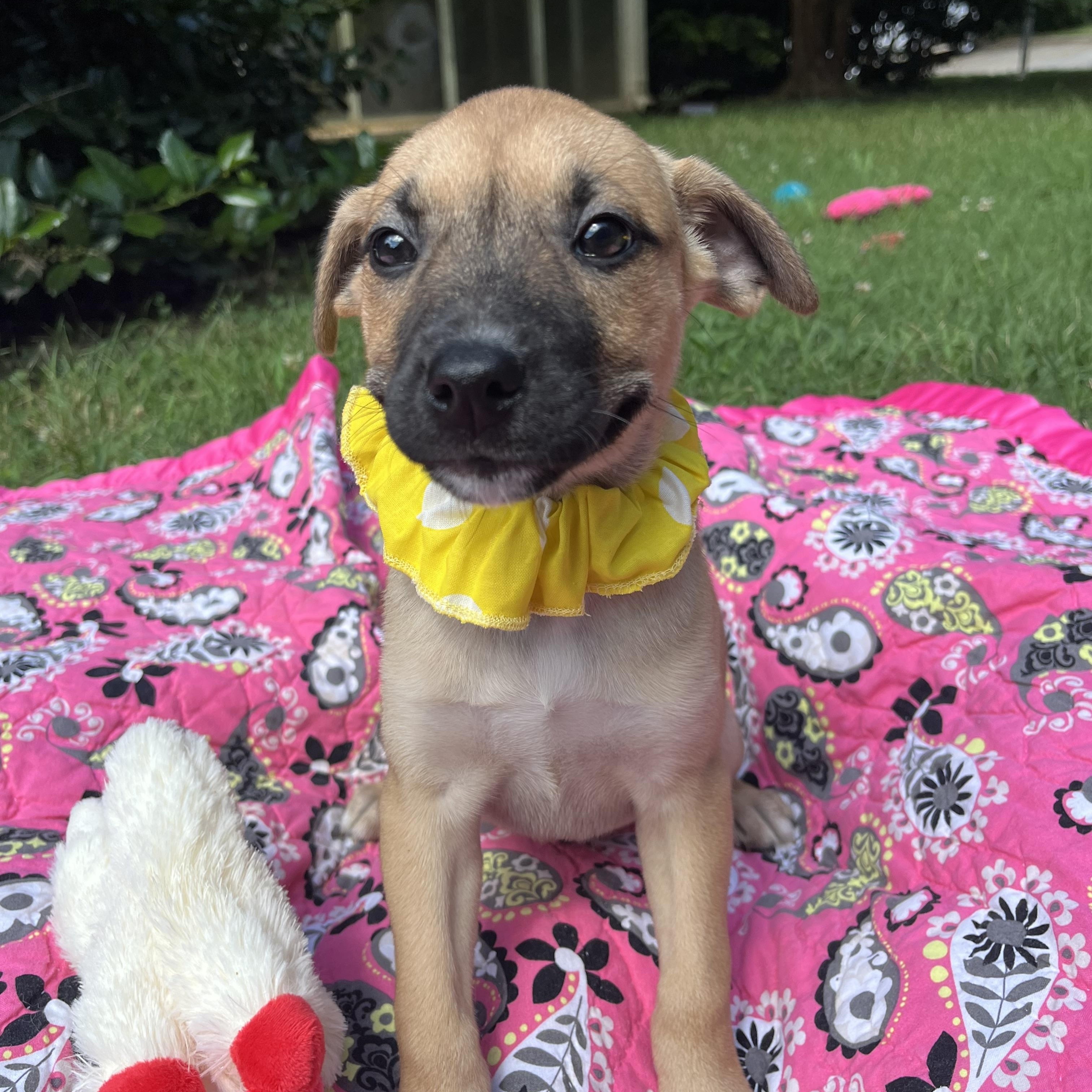 Hello Im Bridget Im a 10 week old boxer mix female I am very friendly and I love to chew