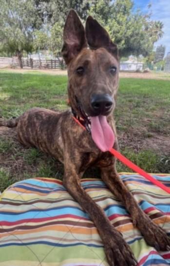 CINNAMON, Adoptable, Young Female Dutch Shepherd & Mixed Breed.