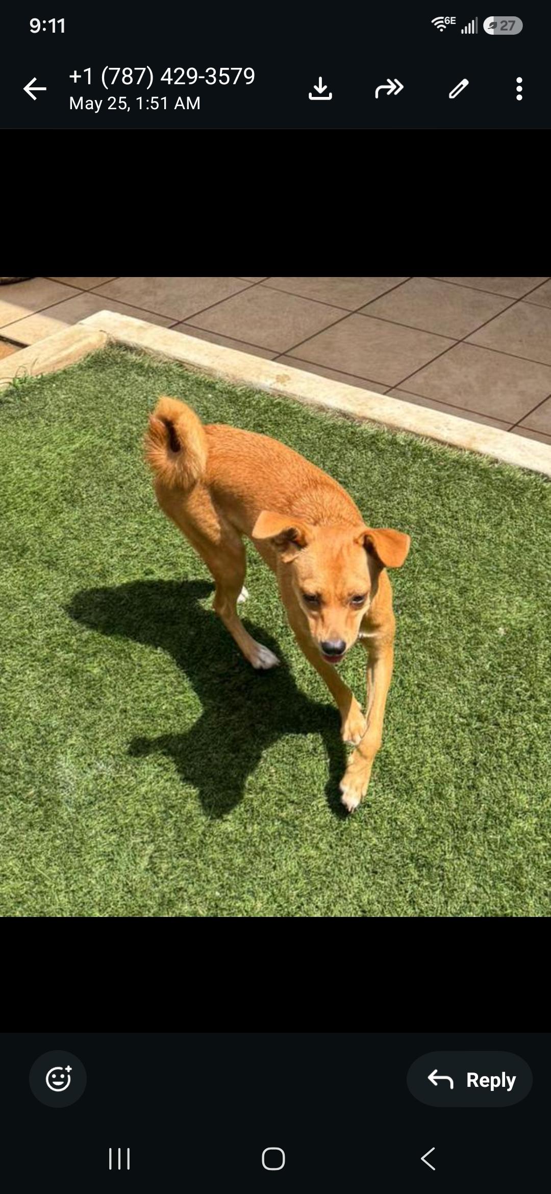 Enlarge Lily, an adopted Chihuahua in New York, NY image 2/4