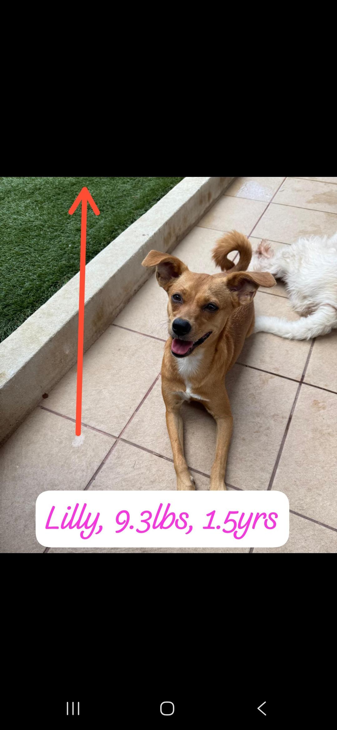 Enlarge Lily, an adopted Chihuahua in New York, NY image 1/4