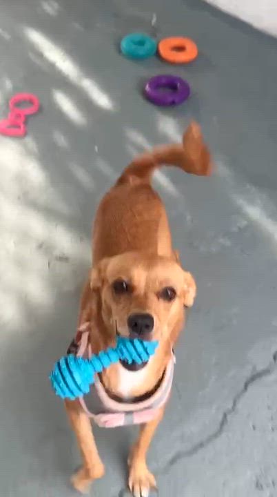 Enlarge Lily, an adopted Chihuahua in New York, NY video 3/4