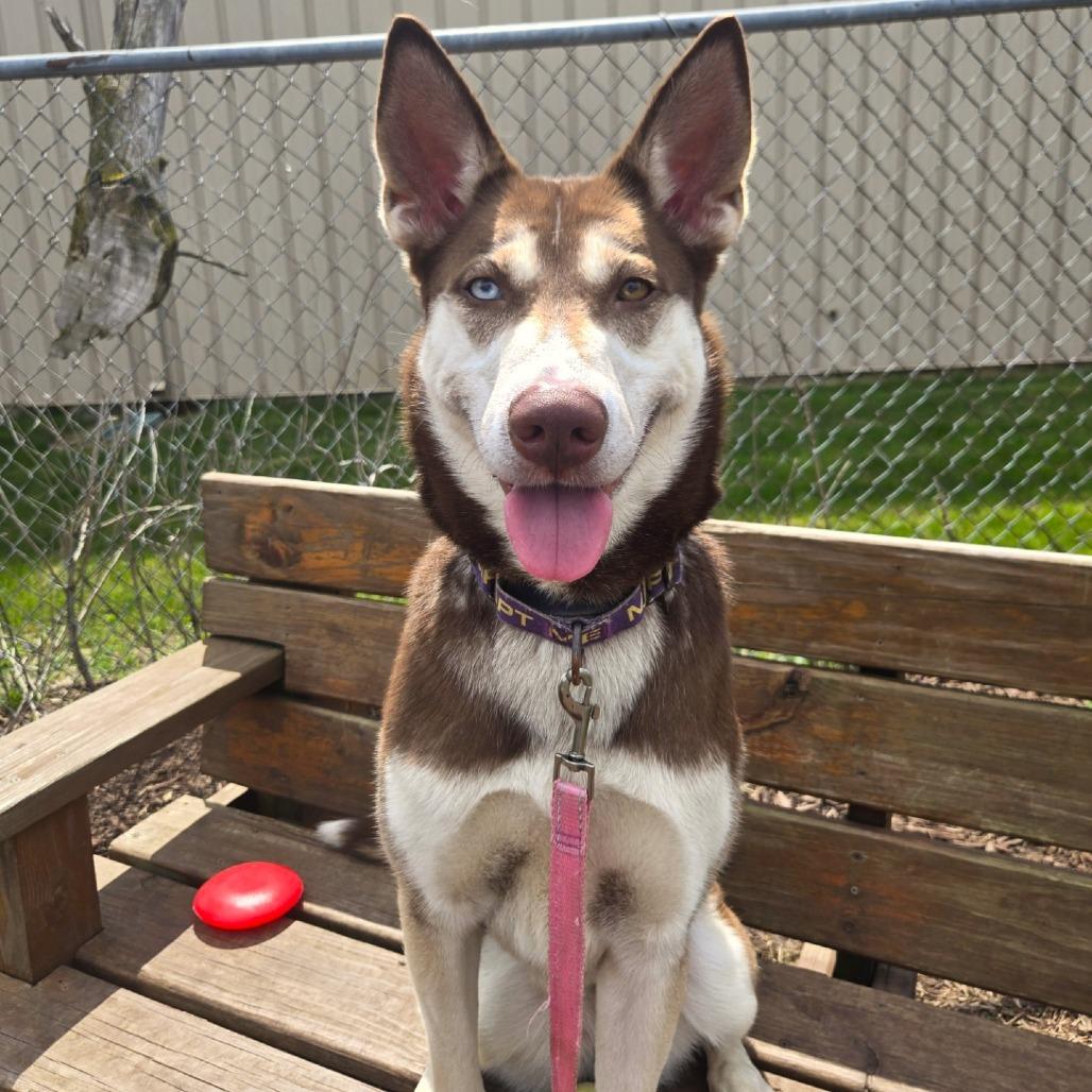 Dolly Leane, Adoptable, Adult Female Husky.