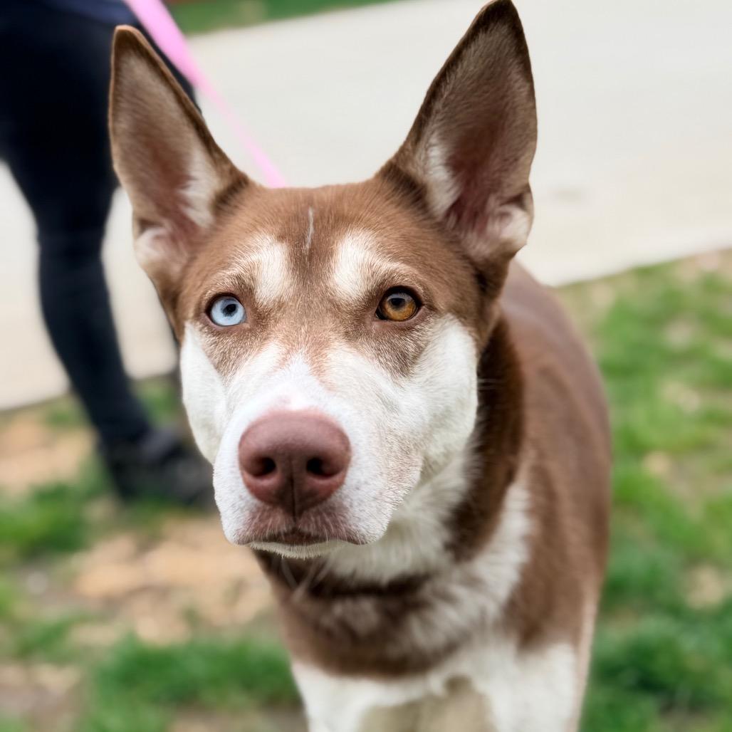 Enlarge Dolly Leane, a Adoptable Husky in Champaign, IL image 2/6