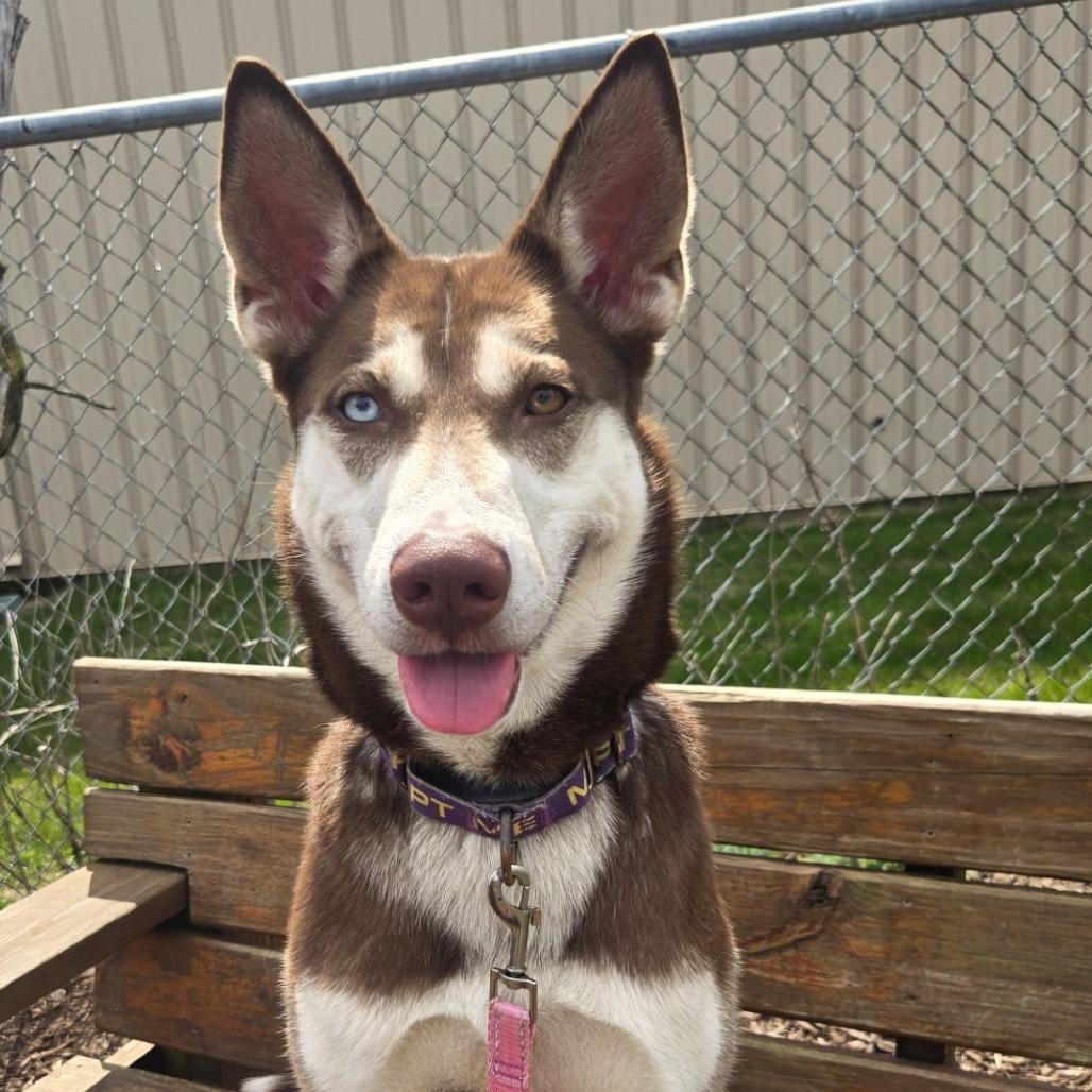 Enlarge Dolly Leane, a Adoptable Husky in Champaign, IL image 3/6