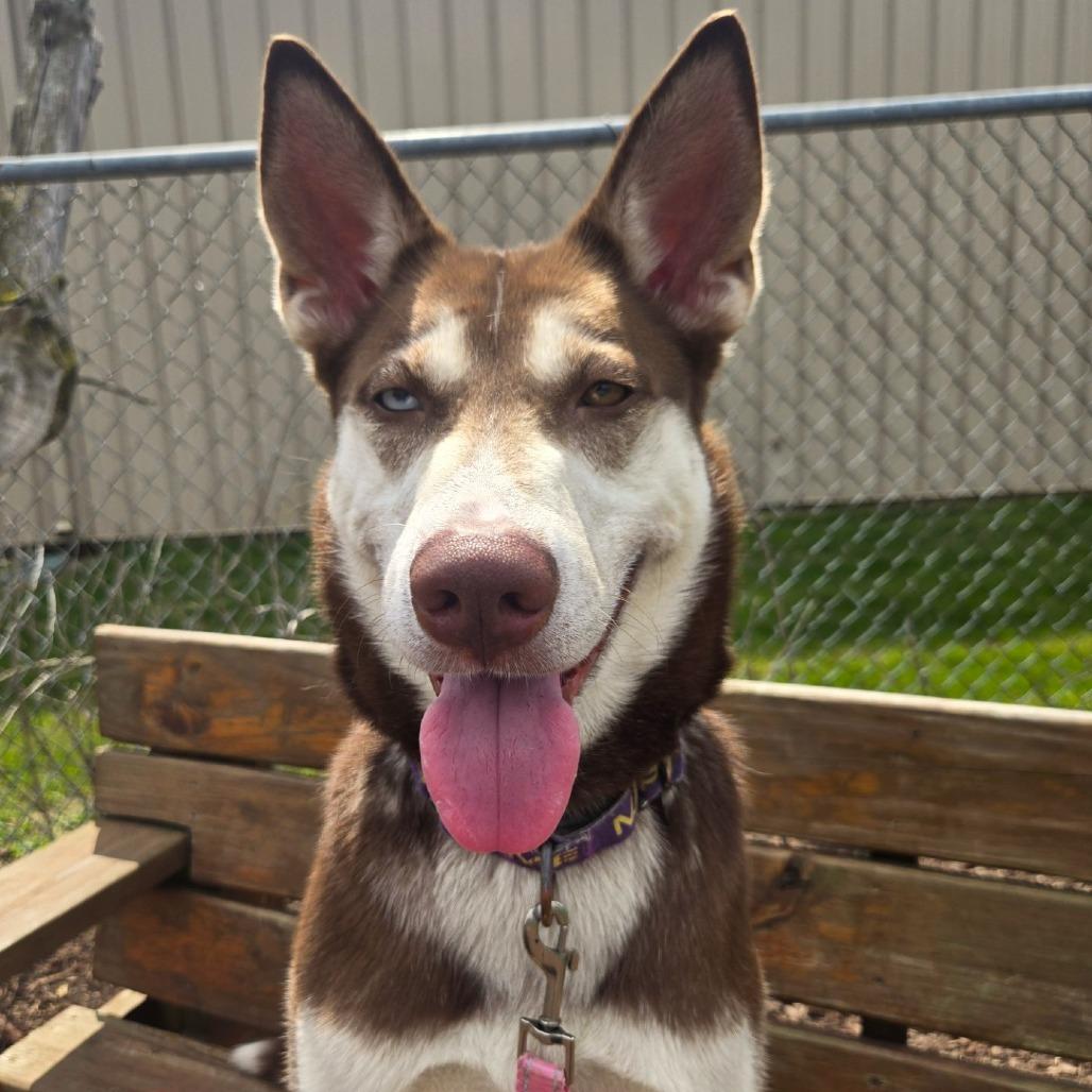 Enlarge Dolly Leane, a Adoptable Husky in Champaign, IL image 4/6