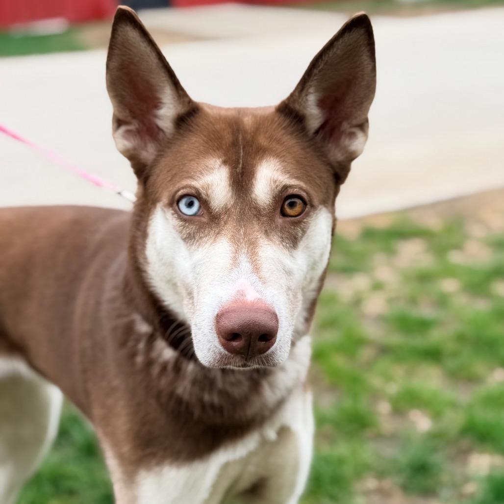 Enlarge Dolly Leane, a Adoptable Husky in Champaign, IL image 5/6