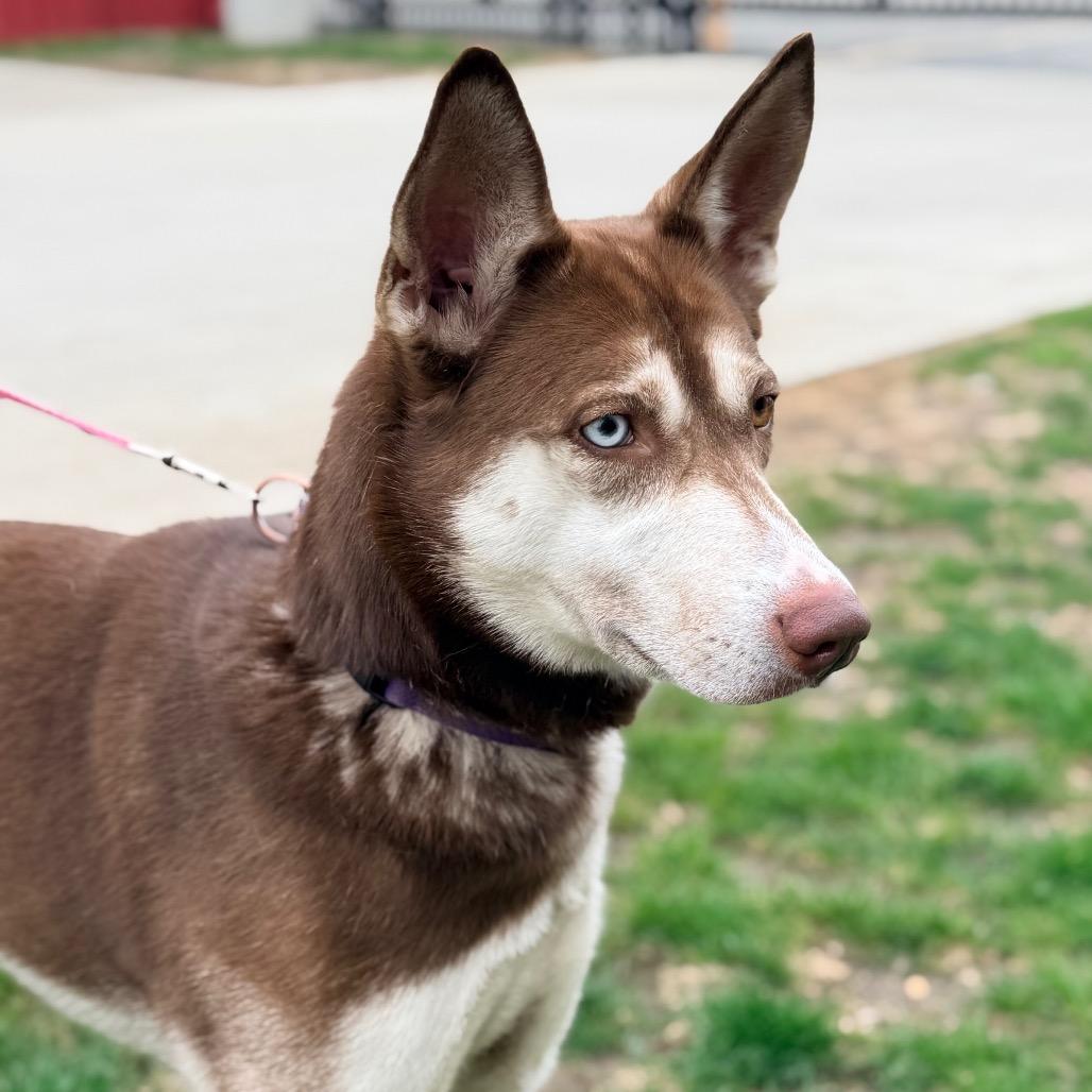 Enlarge Dolly Leane, a Adoptable Husky in Champaign, IL image 6/6