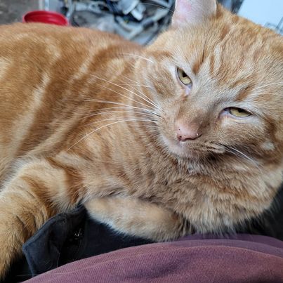 Enlarge Cheeto, a Adoptable Tabby in Montgomery, IL image 1/4