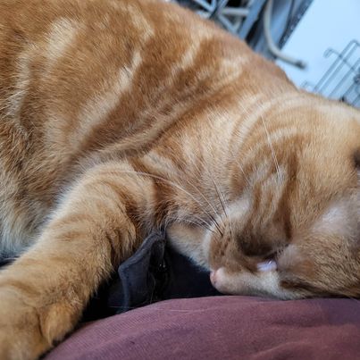 Enlarge Cheeto, a Adoptable Tabby in Montgomery, IL image 2/4