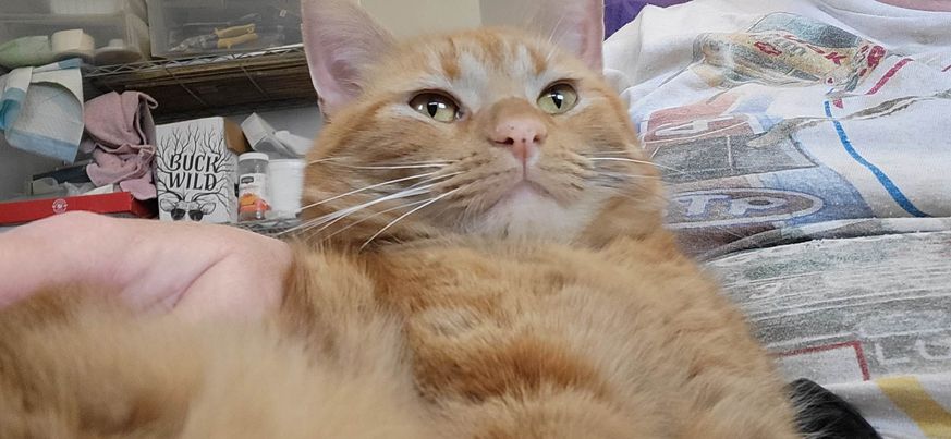 Enlarge Cheeto, a Adoptable Tabby in Montgomery, IL image 3/4