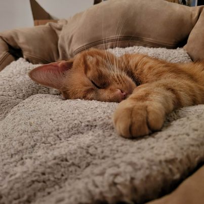 Enlarge Cheeto, a Adoptable Tabby in Montgomery, IL image 4/4