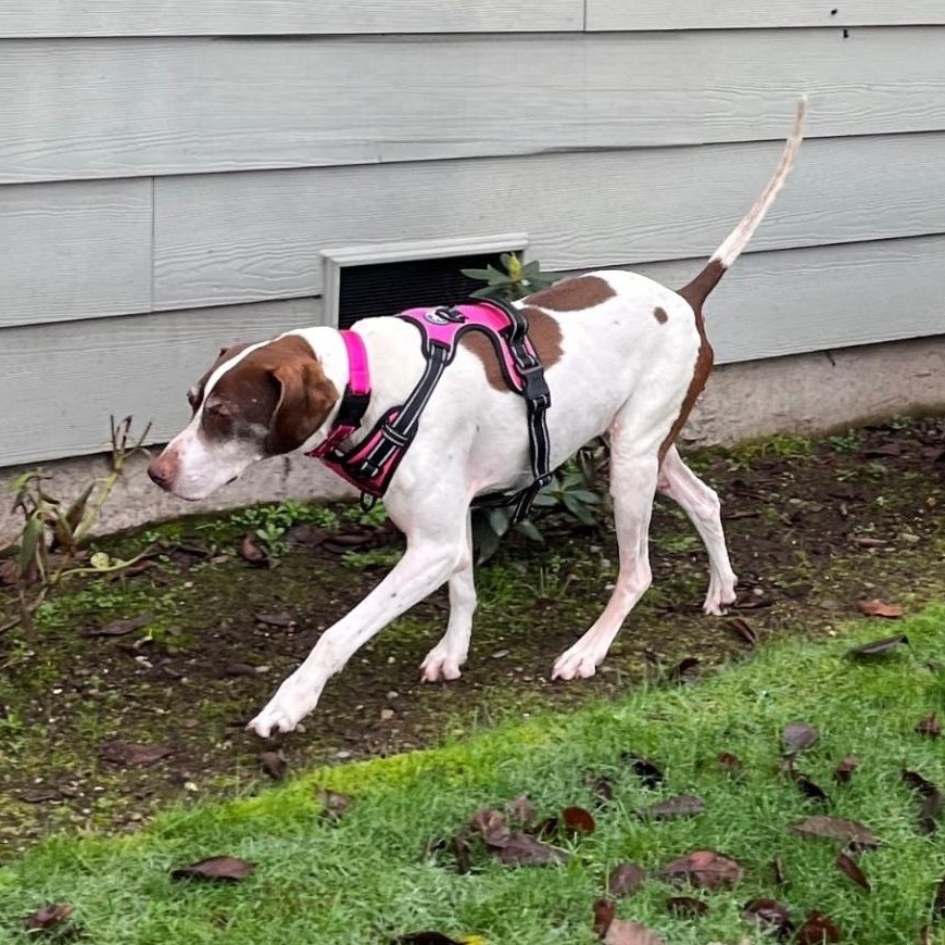 GINGER, ADOPTABLE, Senior Female German Shorthaired Pointer.