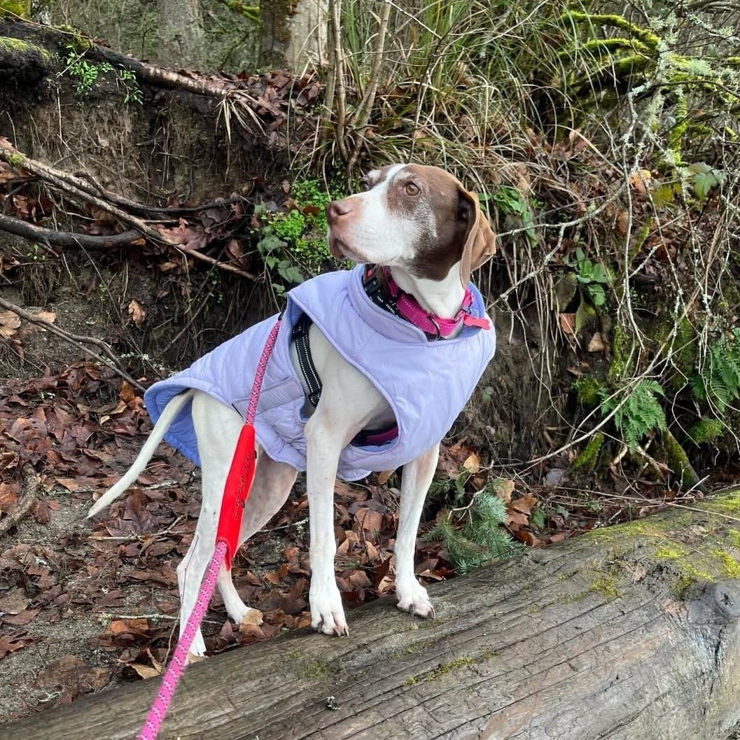 GINGER, a ADOPTABLE German Shorthaired Pointer in Auburn, WA image 6/6
