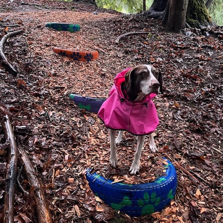 GINGER, a ADOPTABLE German Shorthaired Pointer in Auburn, WA image 2/6