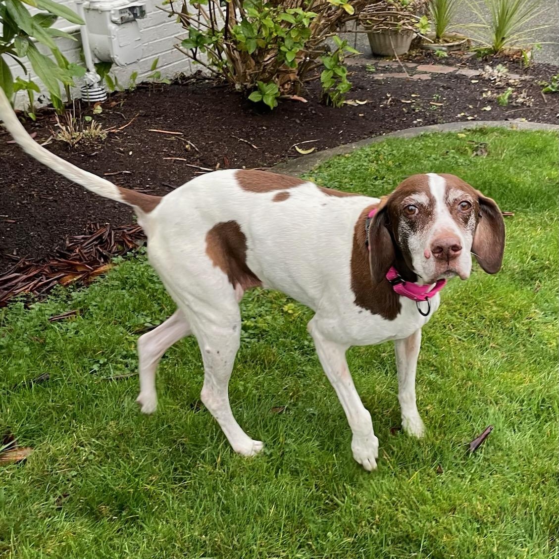 GINGER, a ADOPTABLE German Shorthaired Pointer in Auburn, WA image 3/6