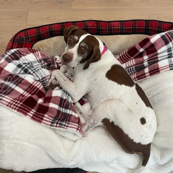 GINGER, a ADOPTABLE German Shorthaired Pointer in Auburn, WA image 4/6