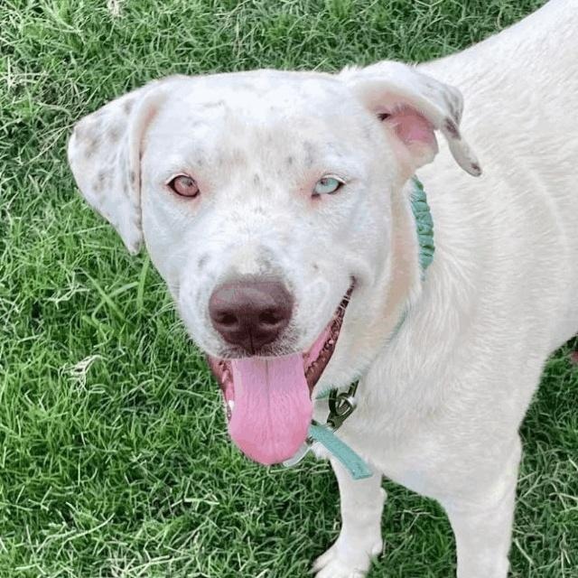 Enlarge Fancy, a Adoptable mixed breed in Woburn, MA image 1/6