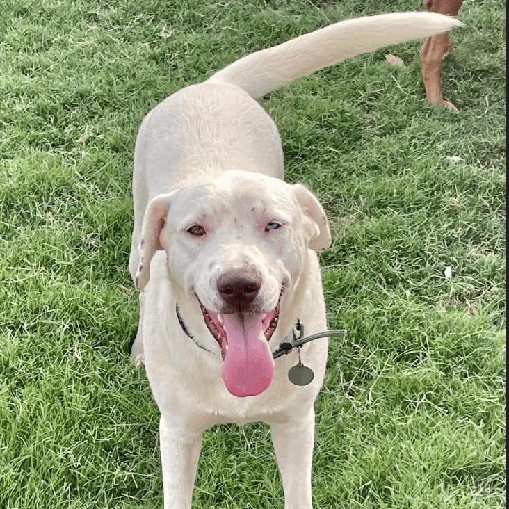 Enlarge Fancy, a Adoptable mixed breed in Woburn, MA image 5/6