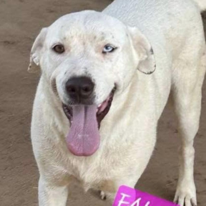 Enlarge Fancy, a Adoptable mixed breed in Woburn, MA image 3/6