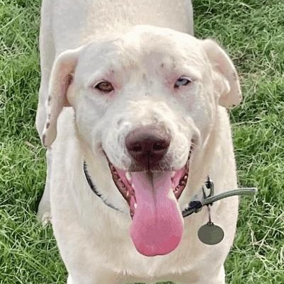 Enlarge Fancy, a Adoptable mixed breed in Woburn, MA image 6/6