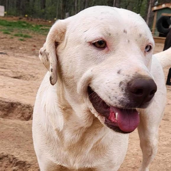 Enlarge Fancy, a Adoptable mixed breed in Woburn, MA image 4/6