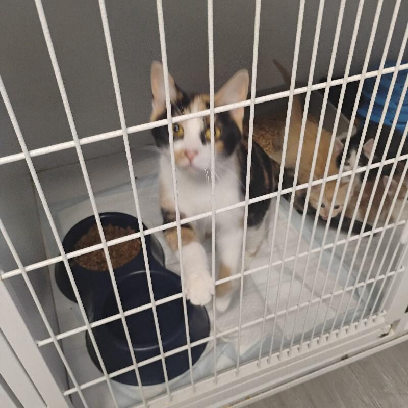 Enlarge Lacy 3-27-26, a Adoptable Calico in Paris , TN image 1/1