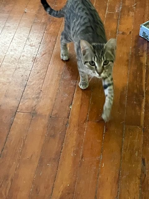 Darby , Adoptable, Kitten Female Tabby.